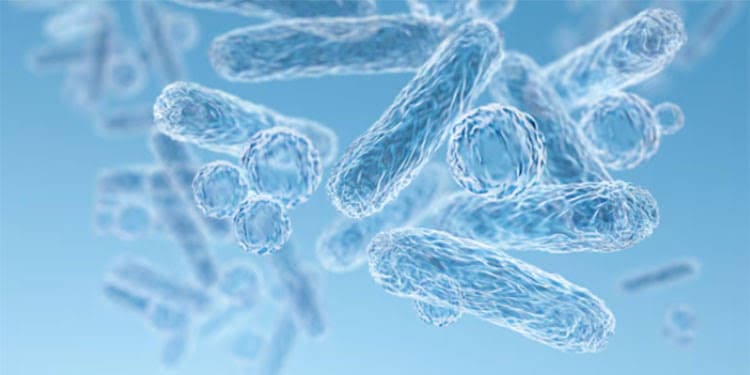 wabah-bakteri-pemakan-daging-STSS