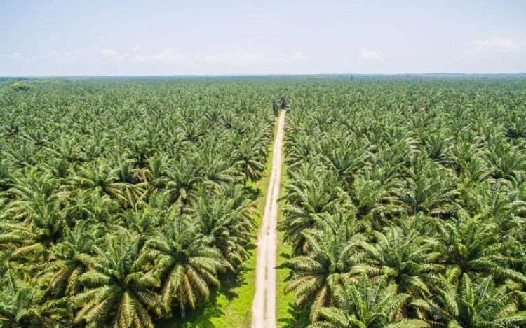 Harga-CPO-21-April-750x469