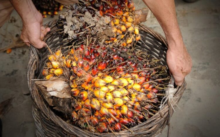 Harga-CPO-15-Juli-750x469