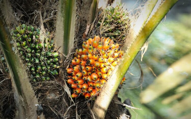 Harga-CPO-4-Juli-2025-750x469