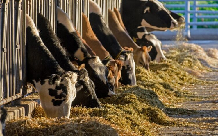 Produksi-Susu-Global-750x469