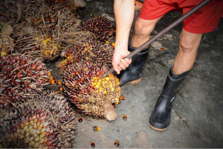 Bioetanol-limbah-kelapa-sawit-750x500