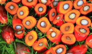 1000022578-750x469-1